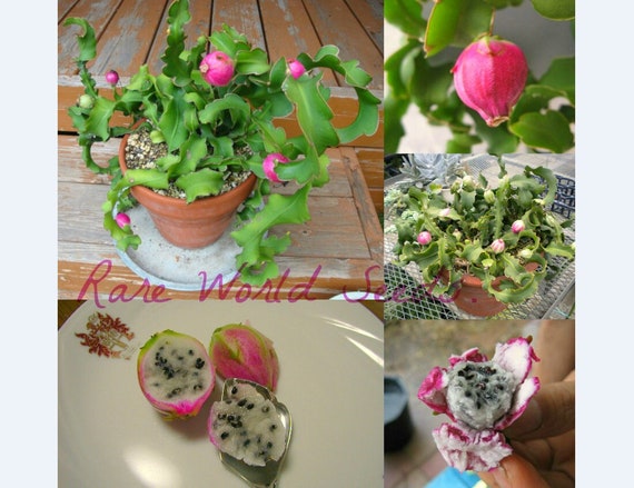 Samen AUSSERGEWHNLICH und dekorativ ! MINI Drachenfrucht Kaktus! Pitaya  (Epiphyllum guatemalense) 6-8 Erntezyklen pro Jahr. Behlterliebhaber! -  Etsy.de