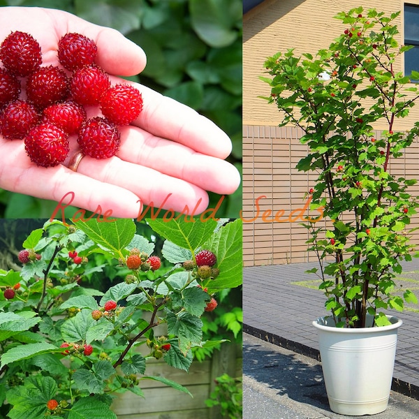 From Japan VERY RARE: 'Hararasp' (Raspberry Tree) Raspberries growing on a small tree! Shiny Super Sweet berries. Seeds.