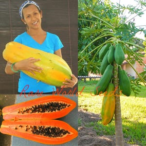 Seeds. Unusual HUGE torpedo shape Carica Papaya 'Burliar Long' on a DWARF Tree! PROLIFIC, bearing as many as 65 fruits the first year!