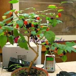 Semi. Gelso nano ‘Dwarf Everbearing’ (Morus nigra) in miniatura che può essere facilmente coltivato indoor!!