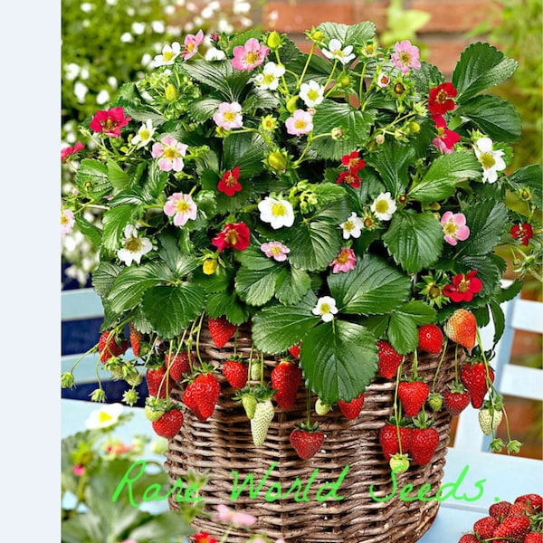 Seeds. Strawberry 'Rainbow Treasure' PERFECT FOR CONTAINER! 3 Flower Colors.