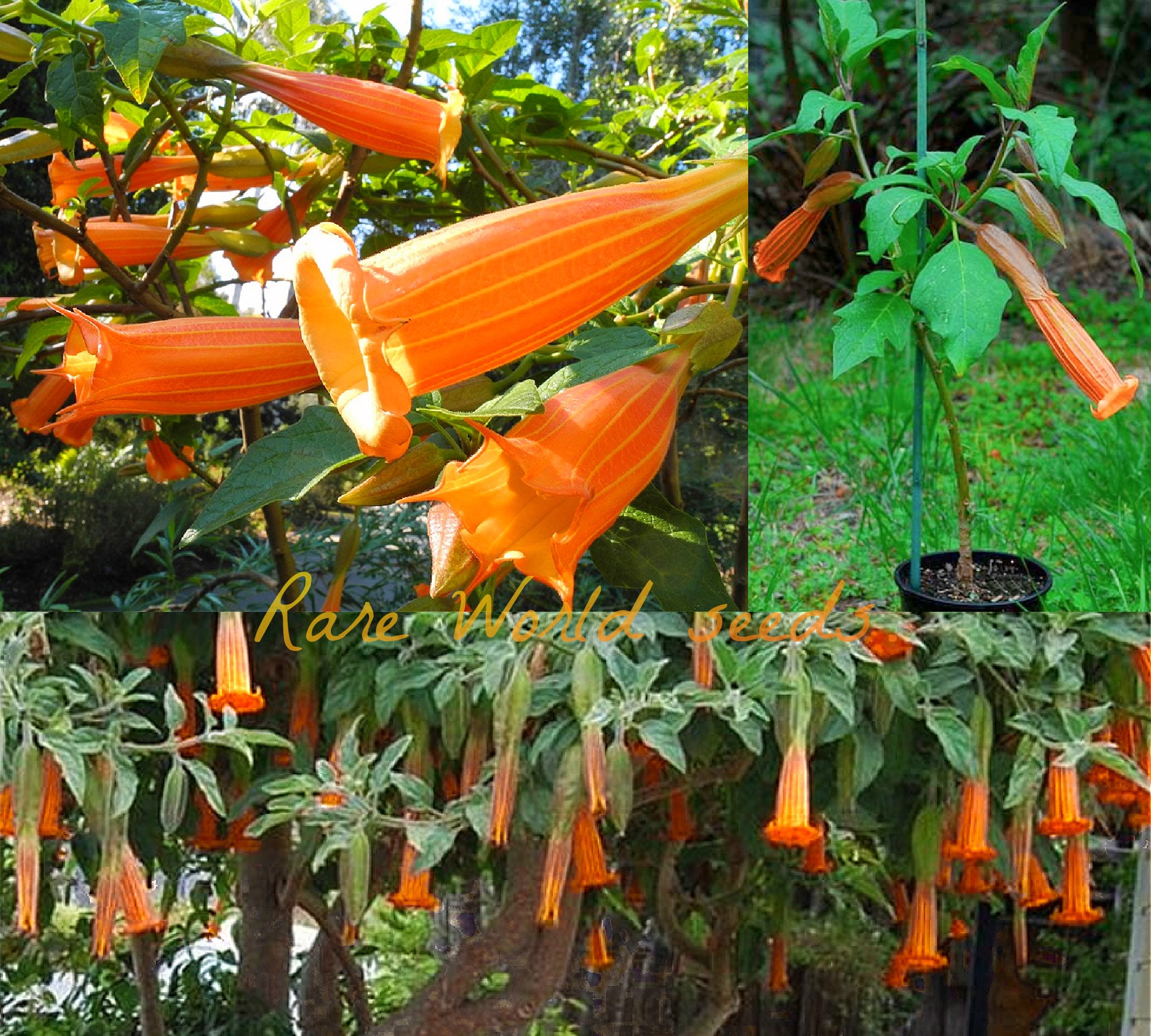 EXTRA RARE SEEDS: Angel's Trumpet 'naranja' (brugmansia