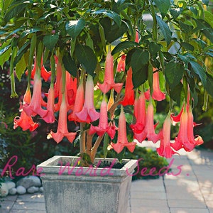 Seeds. DWARF And BEAUTIFUL! very easy to grow, Brugmansia 'suaveolens 'Flamenco' angel's Trumpets!