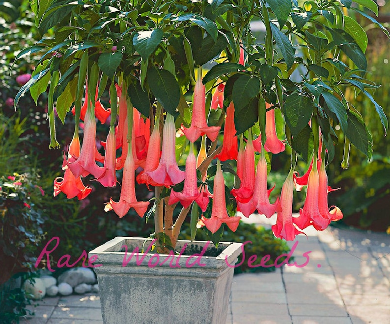 Seeds. DWARF And BEAUTIFUL very easy to grow, Brugmansia 'suaveolens 'Flamenco' angel's Trumpets image 1