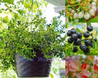 Weeping Blueberry ‘Midnight Cascade’ The first ever cascading blueberries! Suitable for hanging baskets! Easy to grow. SEEDS.