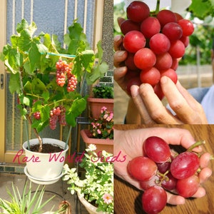 May include: A small grape vine growing in a white pot with red grapes hanging from the branches. The grapes are also shown in close-up in the image.