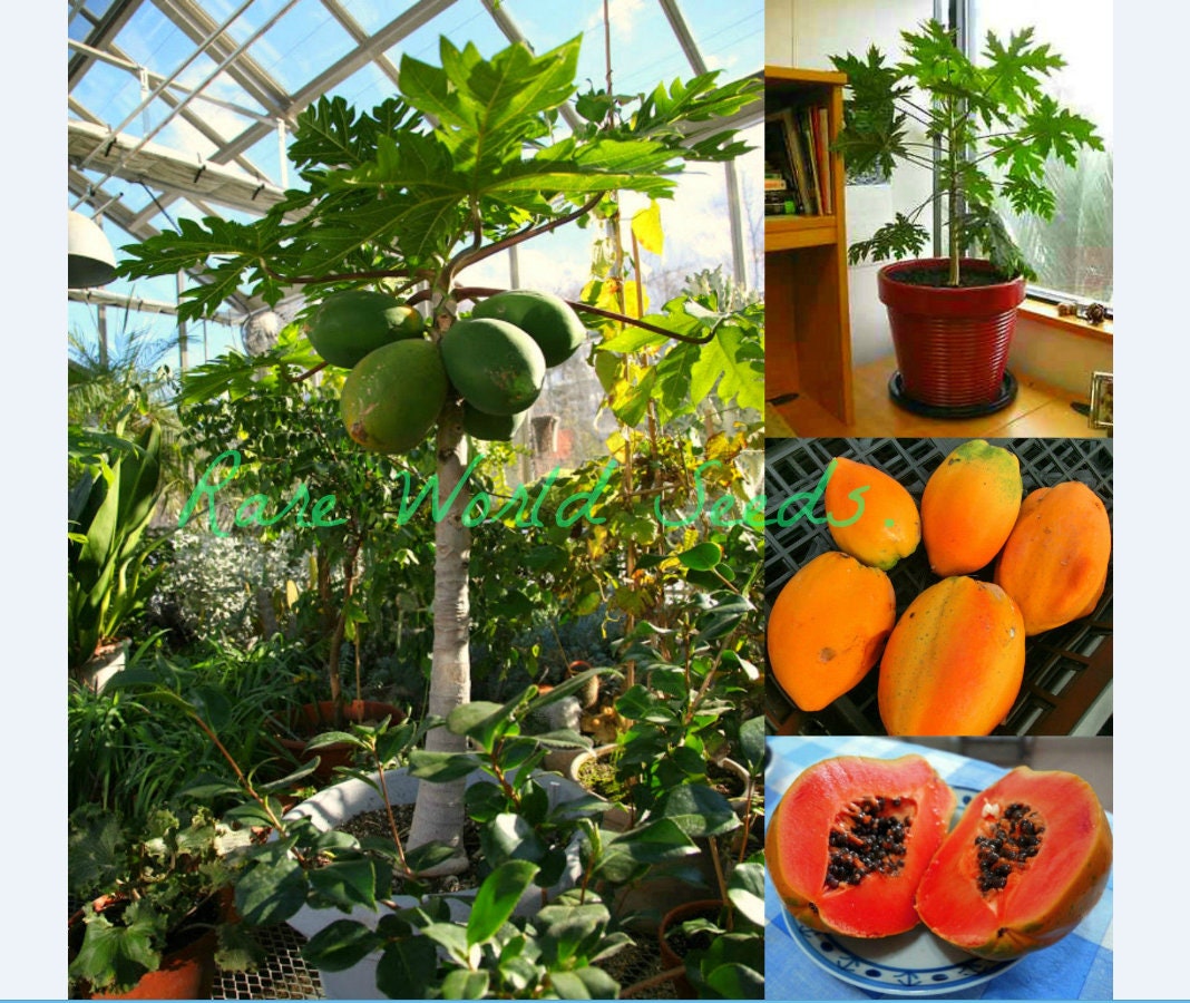 Seeds Carica Papaya Tr Hovey In Or Outdoor Mini Etsy