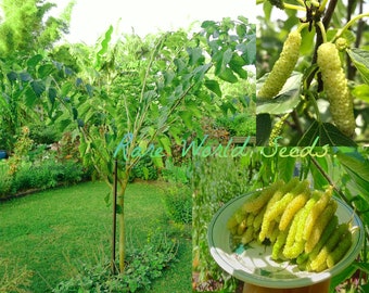 White Pakistan Mulberry ‘Saharanpur’ produces very long (3-4" fruits that are very sweet and delicious! VERY HARDY Seeds.