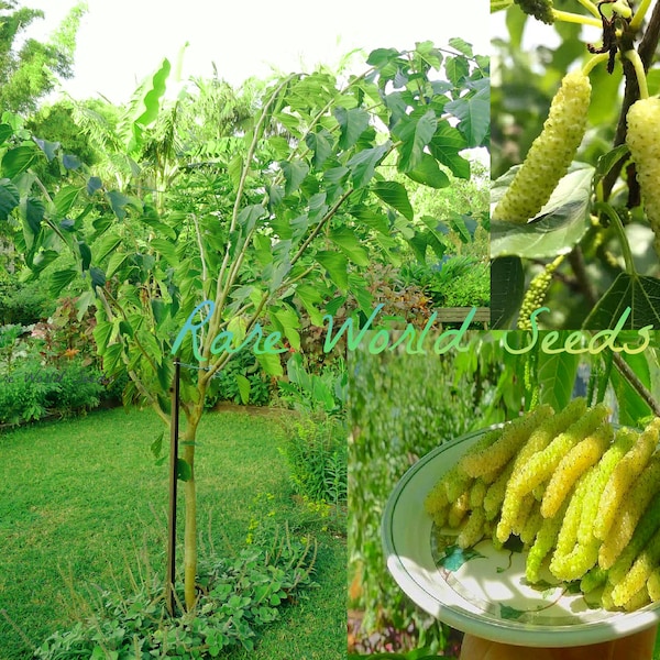 White Pakistan Mulberry ‘Saharanpur’ produces very long (3-4" fruits that are very sweet and delicious! VERY HARDY Seeds.