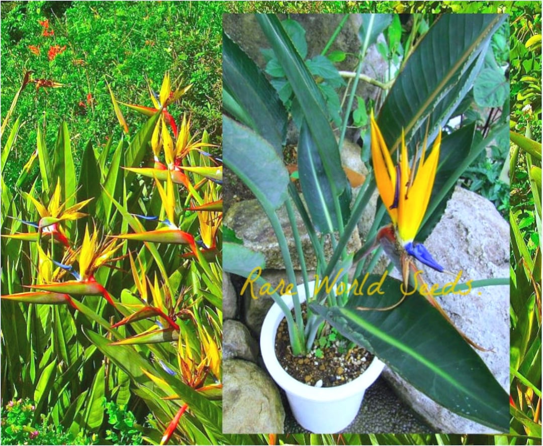 Seeds. Rare and Unique Color and Variety! Dwarf Bird of Paradise