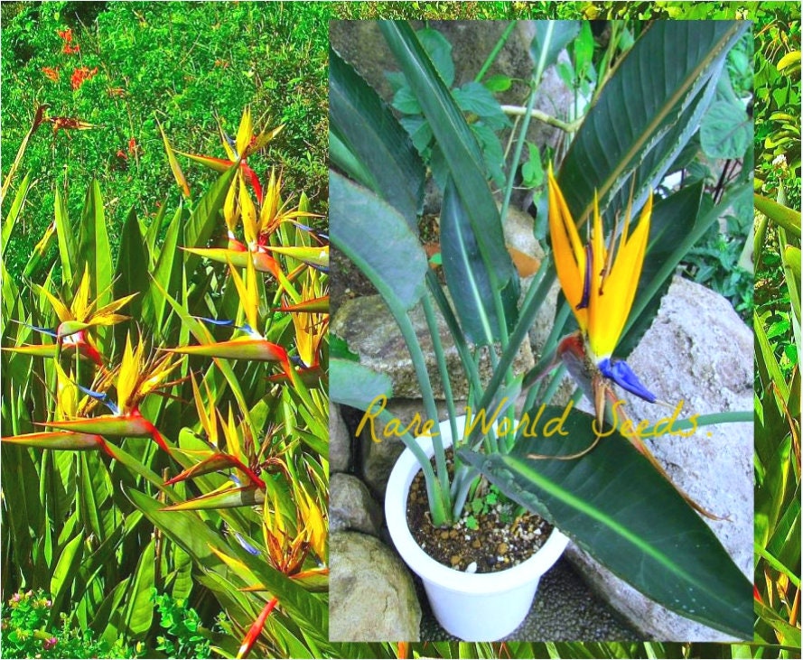Strelitzia Variegata - Etsy Sweden
