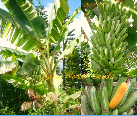 Seeds Rare And Unique From Hawaii Variegated Striped Banana Etsy Seeds Rare And Unique From Hawaii Variegated Striped Banana Etsy