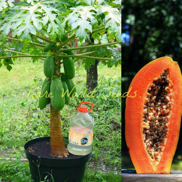 Graines. Papaye Carica de très haute qualité d'Inde : papayer miniature « Pusa Nanha ». La variété la plus simple à cultiver ! Résistant aux maladies.