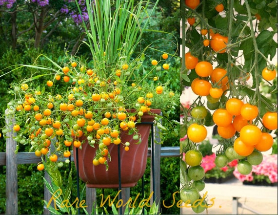 Seeds. WEEPING! Cherry Tomato 'tumbling Tom Yellow' Perfect for Hanging  Baskets! - Etsy