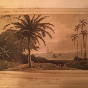 Puede incluir: Una impresión antigua que representa una escena tropical con palmeras, un barco en la distancia y el texto "COCOA NUT & BETEL TREES."