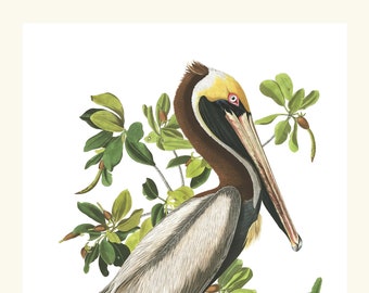Audubon Brown Pelican Print, Coastal Bird Wall Art