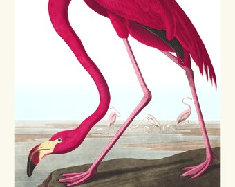 Audubon Pink Flamingo Print, 1827 Vintage Bird Art, Coastal Wall Decor
