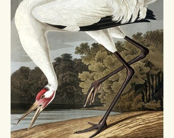 Audubon White Hooping Crane Print, Coastal Bird Art, 1827