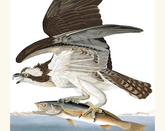 Audubon Hawk Print, Birds of America, Coastal Wall Art