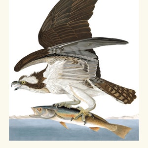 May include: A brown and white osprey with its wings spread wide, holding a silver fish in its talons. The osprey is perched on a blue and white background.