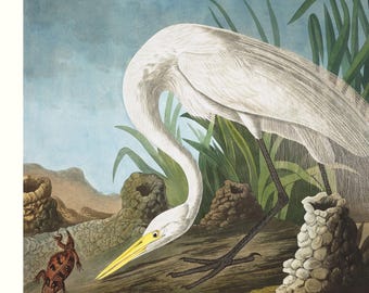 Audubon White Heron Print, Coastal Bird Art