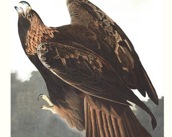 Golden Eagle Print, Audubon Birds of America, Wildlife Art ,1827