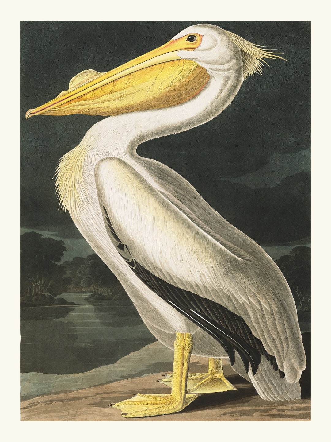 Audubon White Pelican Print, Coastal Bird Wall Art - Etsy