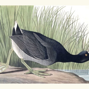Coot Waterfowl Bird print. Audubon. Coastal, Marsh, Waterfowl bird print. 1827. Wall art vivid colors, museum quality paper, pigment ink.