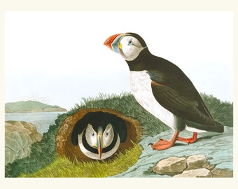 Audubon Puffin Bird Print, Birds of America Vintage Wall Art