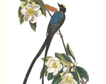 Audubon Fork-Tailed Flycatcher Print, Birds of America, Wildlife Art