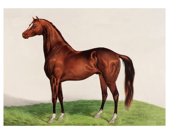 Currier & Ives Horse Lithograph Print, Equestrian Art, Vintage Stallion