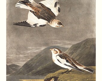 Audubon Snow Bunting Birds Print, Birds of America, Wildlife Wall Art