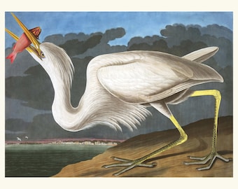 Audubon White Heron Print, Coastal Bird Art, Marine Wall Decor 1827