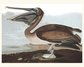 Audubon Brown Pelican Print, Vintage Coastal Wall Art