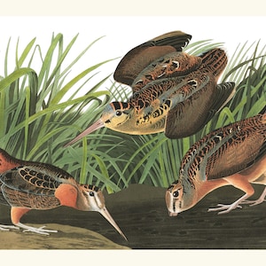Woodcock Bird print. Audubon. Coastal, Marsh, Waterfowl bird print. 1827. Wall art with vivid colors, museum quality paper and pigment ink.