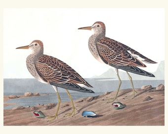 Audubon Sandpiper Print, 1827 Coastal Bird Art