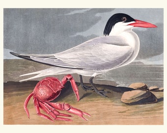 Audubon Tern Bird Print, 1827 Coastal Wall Art