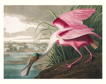 Audubon Spoonbill Print, Birds of America, Coastal Wall Art