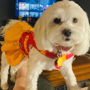 May include: A small, white dog wearing a red and yellow Chiefs-themed outfit. The outfit includes a skirt and a collar with a tag. The dog is indoors, with a television visible in the background.
