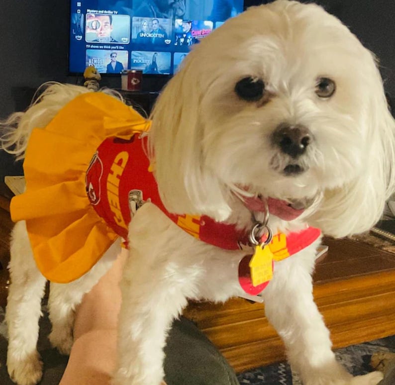 May include: A small, white dog wearing a red and yellow Chiefs-themed outfit. The outfit includes a skirt and a collar with a tag. The dog is indoors, with a television visible in the background.