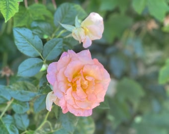Grace