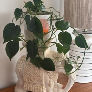 May include: A cream elephant planter, adorned with detailed carvings, holds a potted plant with dark green, heart-shaped leaves. The plant pot is white and orange. A lamp with a beige shade is in the background.