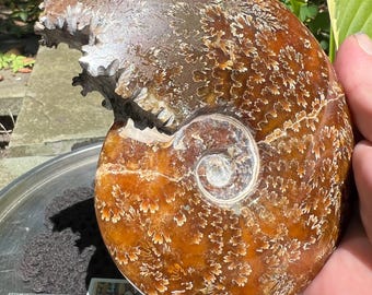 May include: A large, polished ammonite fossil with a spiral shape and intricate patterns. The fossil is primarily brown with white and tan accents. The text "wizardcrystal.com" is visible on a white card near the base of the fossil.