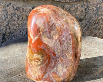 9LB Petrified wood from Madagascar freeform standing stone