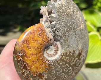 May include: A polished ammonite fossil, showcasing a spiral shape with intricate patterns. The fossil's colors transition from a warm, golden-brown to a cool, grey-brown, with detailed, leaf-like designs across its surface. The fossil is held in a hand.