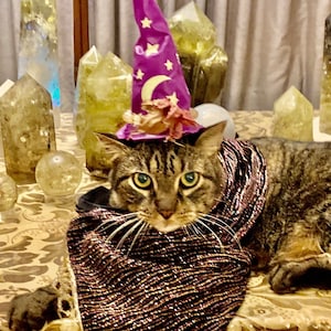 May include: A tabby cat wearing a purple wizard hat with stars and a crescent moon, and a sparkly brown shawl, sitting on a table with clear quartz crystals.