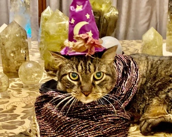 Cat picks your Crystal Stone or Fossil