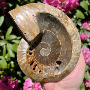 May include: A polished ammonite fossil, showcasing a spiral pattern in shades of brown and tan. The fossil's surface has iridescent patches, and the intricate details of the shell are visible. The background features pink flowers and green foliage.