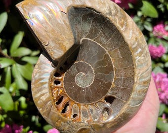 Ammonite Fossil: 1.5 Lb, 6" Fire Opal Shell, 66 Million Years Old