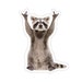 Funny Raccoon Sticker Positive Wild Animal Sticker Cool Rock - Etsy
